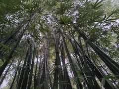 -蜀南竹海景区