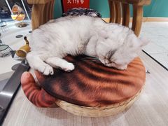 -飞行喵MR PILOT|猫舍·猫咖(静安大融城店)