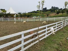 -紫颐香薰山谷景区