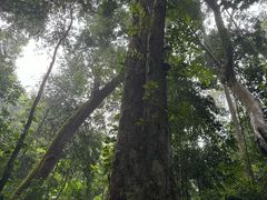 -西双版纳原始森林公园
