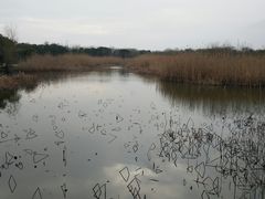 -同里国家湿地公园