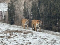 -沈阳森林动物园