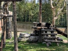 -上海野生动物园