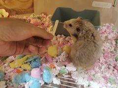 -Pets First伊珊娜洗护·精致美容·家庭式寄养(新会路店)