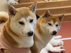 -和它·交个朋友·狗咖猫咖(爱琴海店)