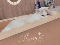 -瞄一喵猫咖(格力海岸店)