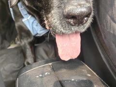 -达爱动物医院·犬猫分区·CT·复杂眼科(远洋山水分院)