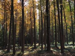 -上海海湾国家森林公园