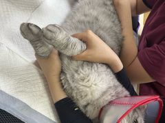 -美联众合动物医院·24h转诊中心