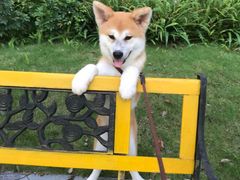 -帕帕拉兹宠物(亚洲旗舰店)