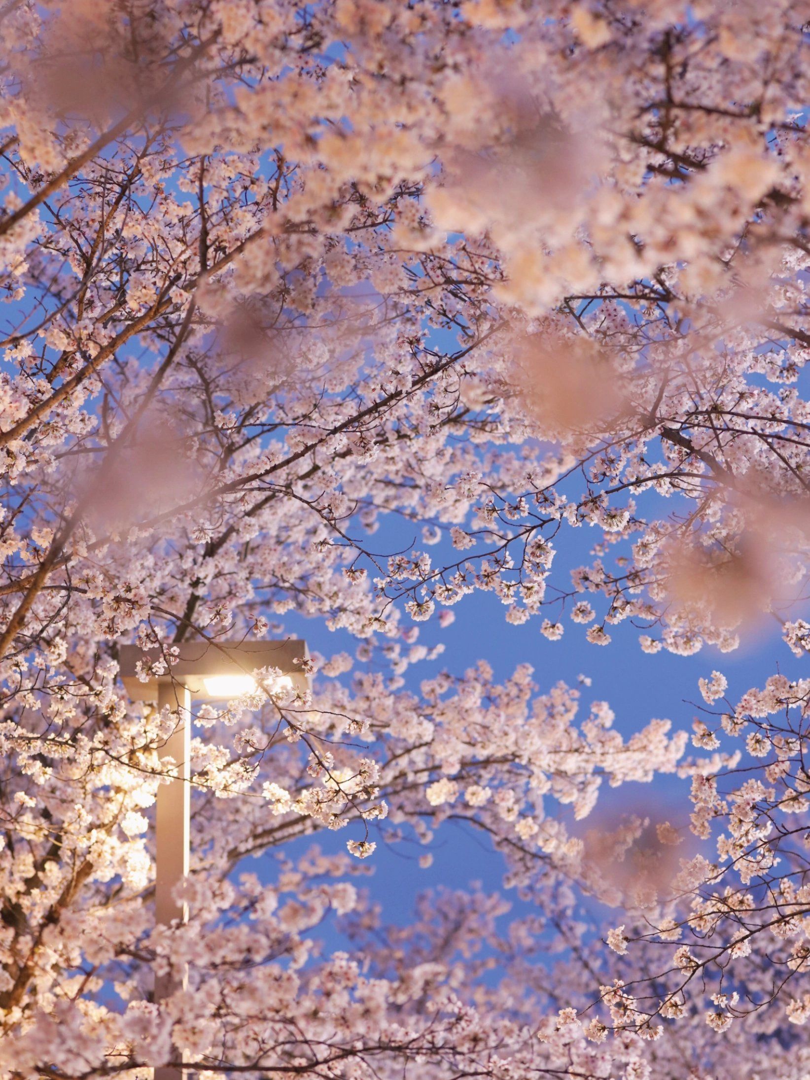 樱花季的美景日记