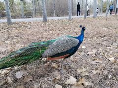 -北京麋鹿生态实验中心