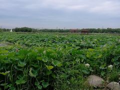 -荷塘月色湿地公园·向阳花洲