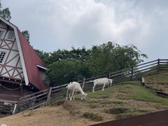 -神户市立六甲山牧场
