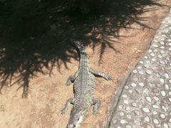 -石家庄市动物园