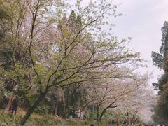 -武汉大学-樱园