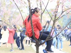 -武汉大学-樱园