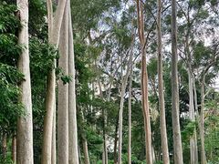 -广西壮族自治区药用植物园