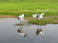 -黑龙江扎龙生态旅游区