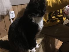 -猫色咖啡·猫咖
