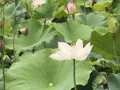 -三圣花乡旅游区