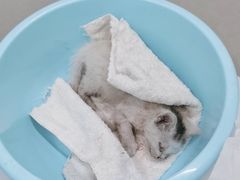 -爱侣宠医·鹦鹉专科·小型哺乳类·异宠专科(灵石路店)