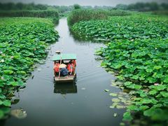 -荷塘月色湿地公园·向阳花洲