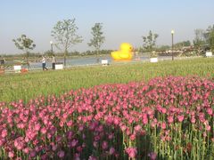 -荷兰花海