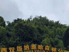 -西双版纳原始森林公园