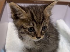 -中农国际动物医院24小时·猫科·骨科·急重症中心
