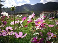 -拉卜楞明月小笼包子总店