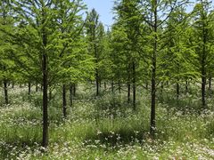 -黄海国家森林公园