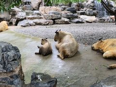 -北京野生动物园