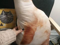 -豆老板的猫咖啡(碑林博物馆店)