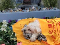 -彩虹桥宠物火化殡葬善终服务(金乐大厦店)