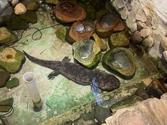 -印象鲵宴·张家界地标美食名片(溪布街店)