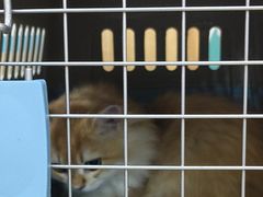 -瑞派长江宠物医院·猫科·外科·24小时夜护(谊城公寓分院)