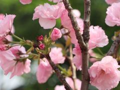 -天适樱花悠乐园