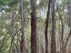 -黄埔油麻山森林公园