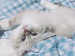 -喵zoo家庭繁育猫舍(尖东智能花园店)