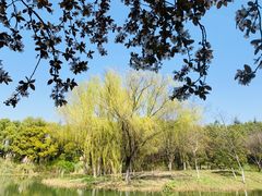 -昆山城市生态森林公园