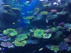 -暹罗海洋世界