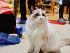 -藏猫猫咖啡主题馆(中央大道店)