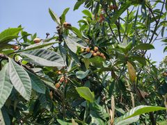 -嬉子湖生态旅游区