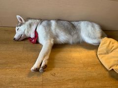 -Husky Go! 哈士奇体验馆·宠物咖啡厅狗咖