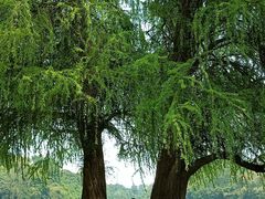 -南宁良凤江国家森林公园