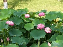 -沐仙湖湿地公园
