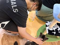 -COLOR PETS 撸猫馆·购猫·猫咖(长风大悦城店)