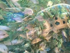 -瑞德姆美人鱼海底演艺主题餐厅(亚龙湾店)