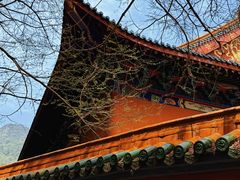 -天目山大树王景区